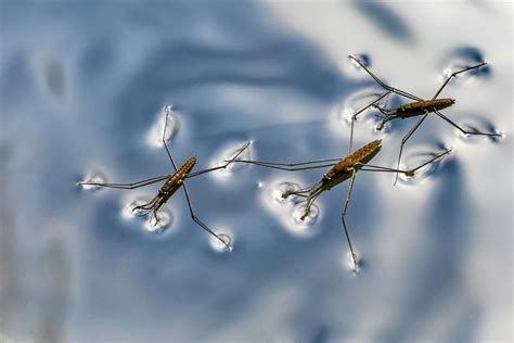 'Shadow Method' Reveals Locomotion Secrets of Water Striders - Research & Development World