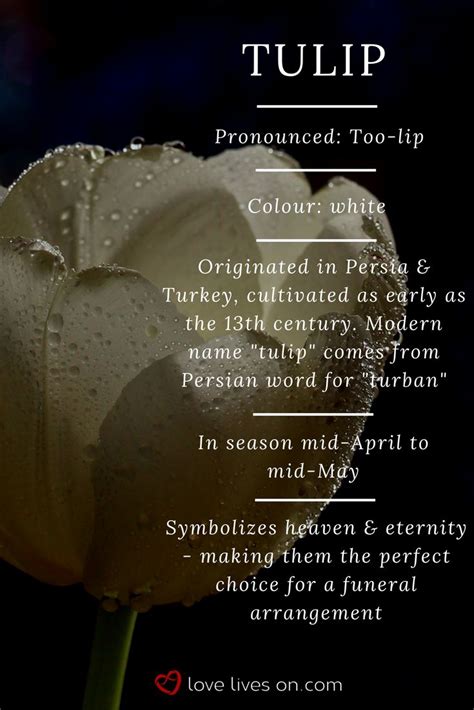 White tulip meaning. White tulips symbolize heaven & eternity making it a very appropriate ...