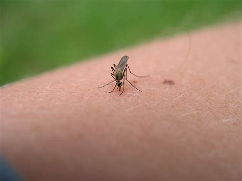 Be Safe: FL's Mosquito-Borne Double Threat