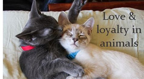 Love & Loyalty in Animals | Animals, Cats, Cat problems