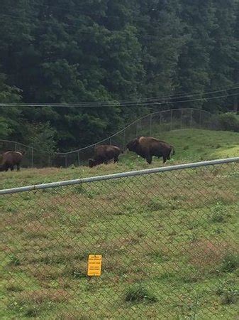 West Virginia State Wildlife Center (French Creek): AGGIORNATO 2021 ...