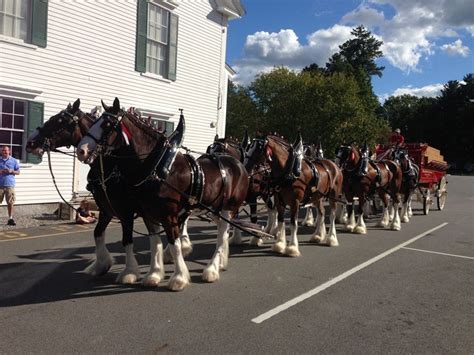 The Clydesdales are all hitched up and ready to go! | Clydesdale, Horses, Fall festival