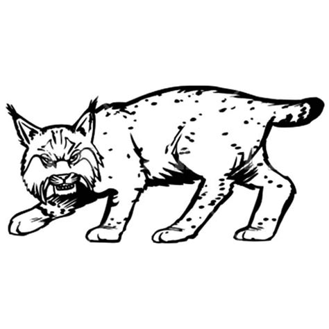 Bobcat Face Drawing at GetDrawings | Free download