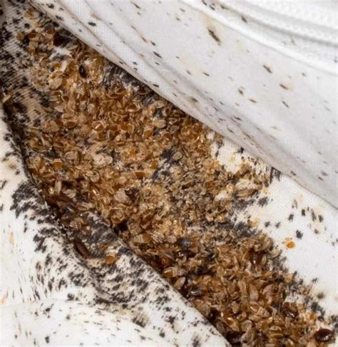 Horrifying pics as pest control discover bedbug infestation 'an inch ...