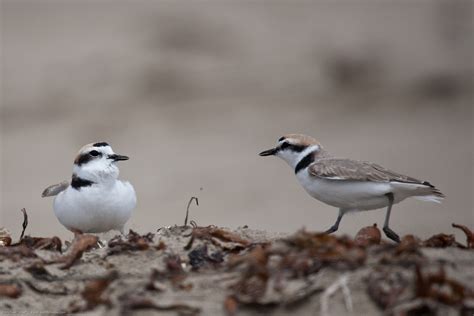 Snowy Plover | Audubon Field Guide