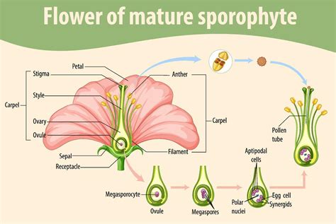 diagramme montrant la fleur d'un sporophyte mature 7190687 Art ...