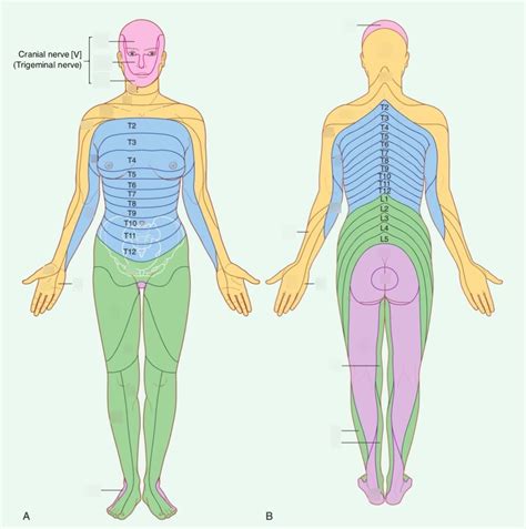 Dermatomes and myotomes Diagram | Quizlet