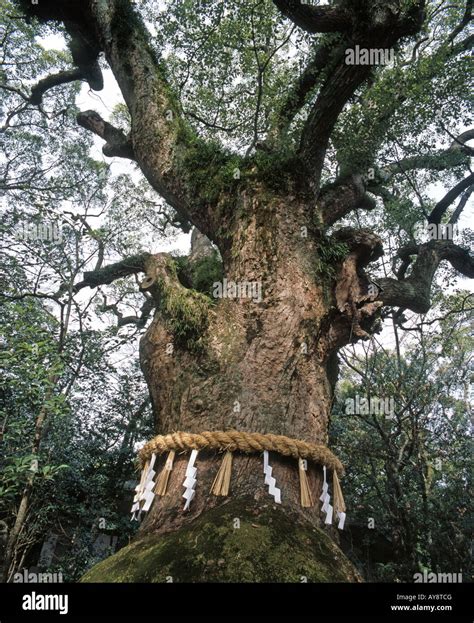 1300 year old giant camphor tree in the grounds of Atsuta Jingu shinto shrine, Nagoya, Japan ...