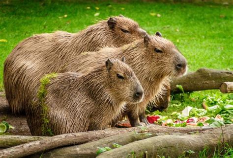 Capybara Petting Zoo in Houston - Houston Petting Zoo