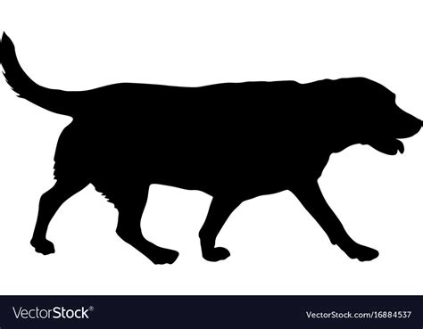 Labrador dog silhouette on a white background Vector Image