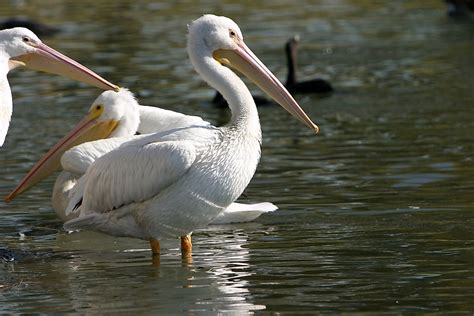 The Eight Extant Species Of Pelicans - WorldAtlas