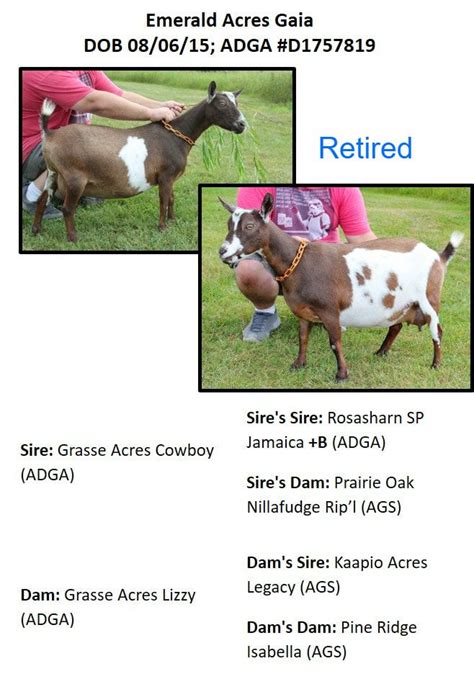 Nigerian Dwarf Dairy Goats - Emerald Acres Farm