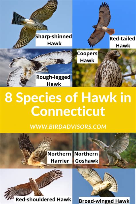 8 Species Of Hawk In Connecticut