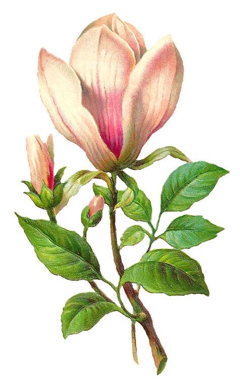 Antique Images: Free Flower Download Botanical Art Image