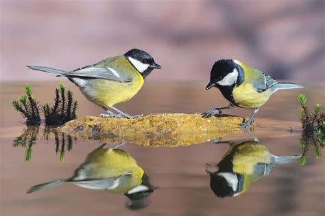 Tit Bird Family: Facts, Types, and Key Differences - Bird Nature