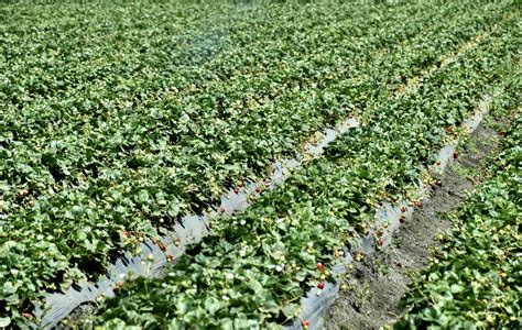 Touring the Salinas Valley: California's "Salad Bowl of the World"