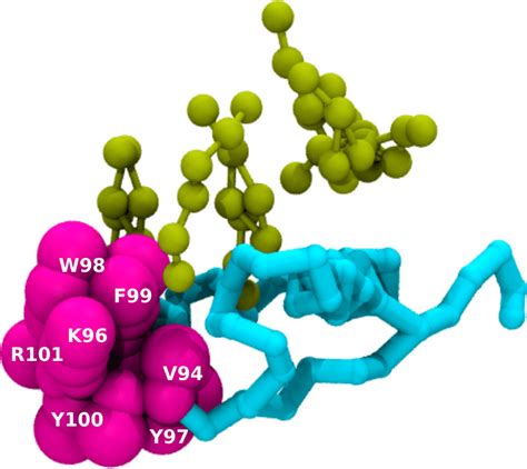 Caveolin-1–cholesterol interactions A representative snapshot of... | Download Scientific Diagram