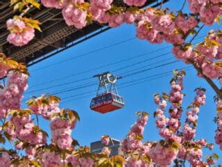 Roosevelt Island Cherry Blossoms (Complete Guide & Map)