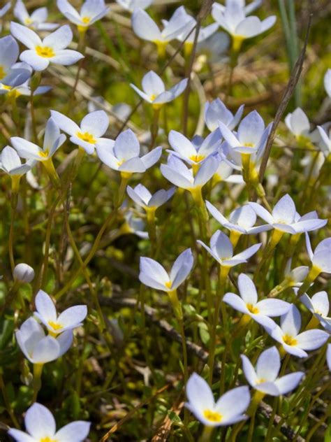 Wildflower Bluets - Growing Bluets Quaker Ladies