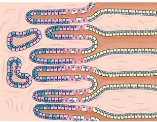 What are Enteroendocrine Cells?