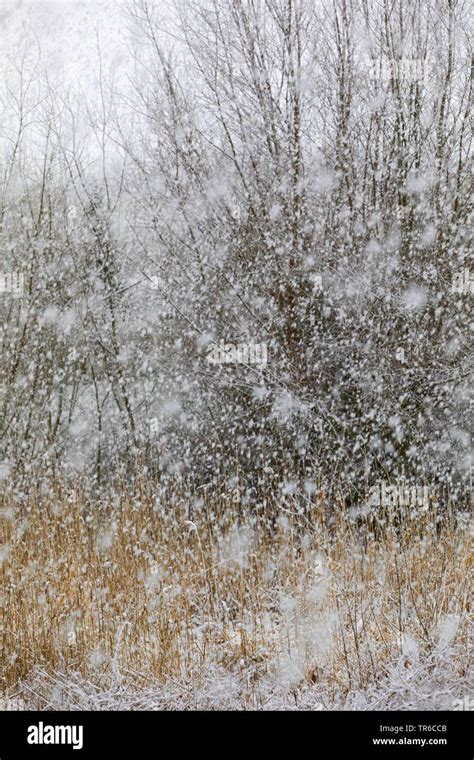 snow flurry, Germany Stock Photo - Alamy