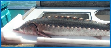 NJDEP| Fish & Wildlife | Atlantic Sturgeon Conservation