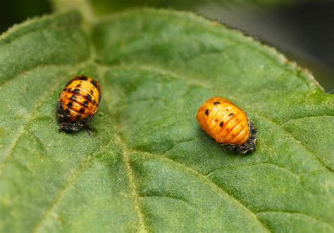 Ladybug Pupa Stock Photos, Pictures & Royalty-Free Images - iStock