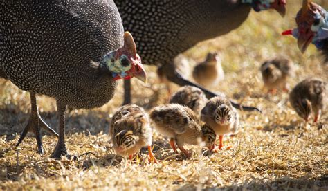 Guinea Fowl Chicks