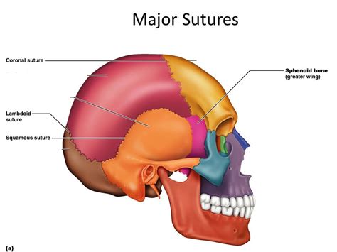 Sutures Of The Skull Diagram Quizlet