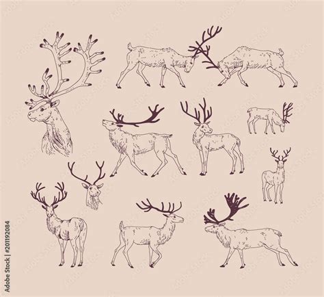 Collection of drawings of deer in various poses - grazing, fighting ...