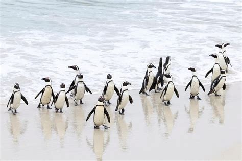 Bird flu strikes South Africa's endangered penguins | The Straits Times