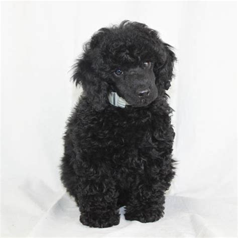 Black Poodles & Black Poodle Puppies For Sale