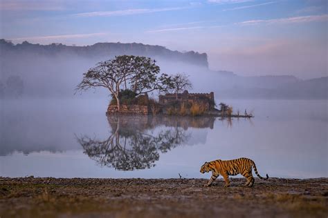 Ranthambore Full Day Safari Tour – 4 nights – Nitish Madan