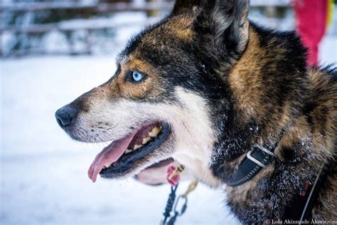 From ice-fishing to ice-swimming: 50 photos of winter in Finland - Lola ...