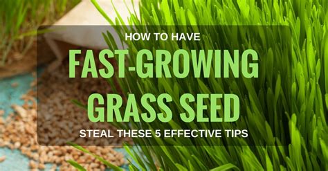 How To Have Fast-Growing Grass Seed? Steal These 5 Effective Tips! | Garden Ambition