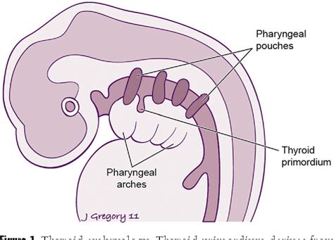 Figure 1 from Anatomy and embryology of the thyroid and parathyroid glands. | Semantic Scholar