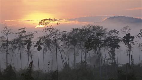 Peru, Rainforest, Sunset, Sunrise, Mist, Forest, Amazon Wallpapers HD / Desktop and Mobile ...