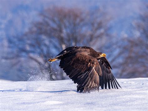 1600x1200 Eagle In Snow 4k Wallpaper,1600x1200 Resolution HD 4k Wallpapers,Images,Backgrounds ...