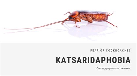 Fear of Cockroaches Phobia - Katsaridaphobia | FEAROF