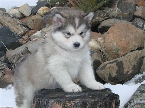 🔥 Free Download White Alaskan Malamute Puppies Wide Wallpaper by ...