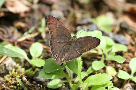 Panama Wildlife: Renata's Satyr Yphthimoides renata