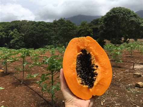 Hawaiian GMO farmer on Food Evolution doc: Saving papaya from ...