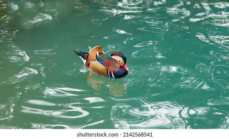 Mandarin Duck Central Park Lagoon Stock Photo 2142568541 | Shutterstock