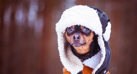 Chihuahua Clothes - The Best Coats And Outfits For Chihuahua Dogs