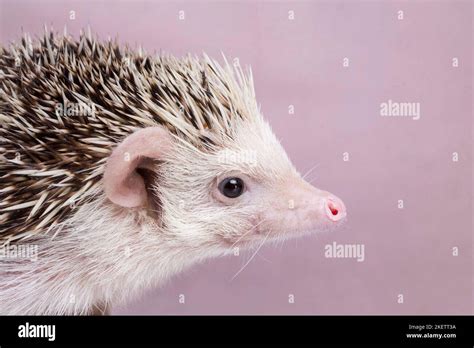 African Pygmy Hedgehog Stock Photo - Alamy