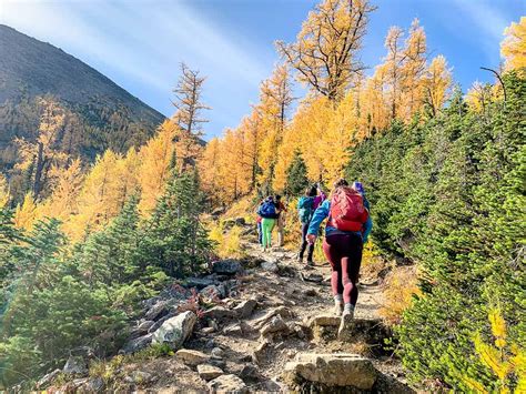 7 Great Larch Hikes in Alberta - Travel Banff Canada