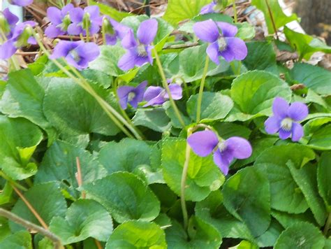 Still Waters--Notes from a Virginia Shire: Wild Violets