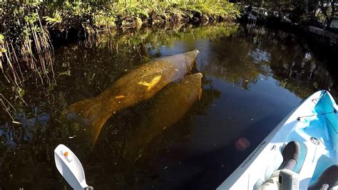 Bonita Springs Kayaking With Manatees | Paddle Naples Florida - YouTube