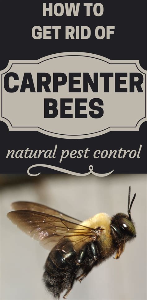 diy carpenter bee repellent - Arnita Saxton