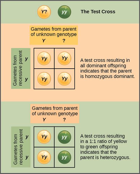 😀 Which genotype belongs to an offspring that is homozygous. Biology 1 Honors Chapter 9.2. 2019 ...